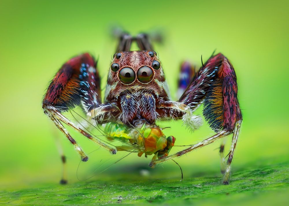 Male Brettus jumping spider and prey
