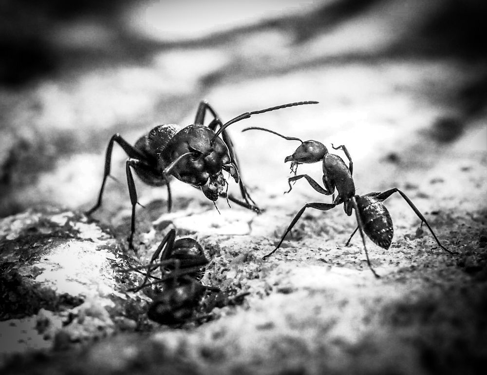 Photograph by Ренджа Шарип