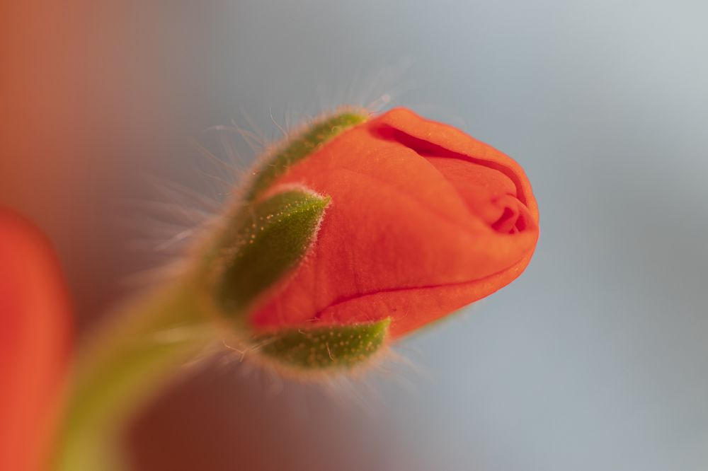 Герань начало.