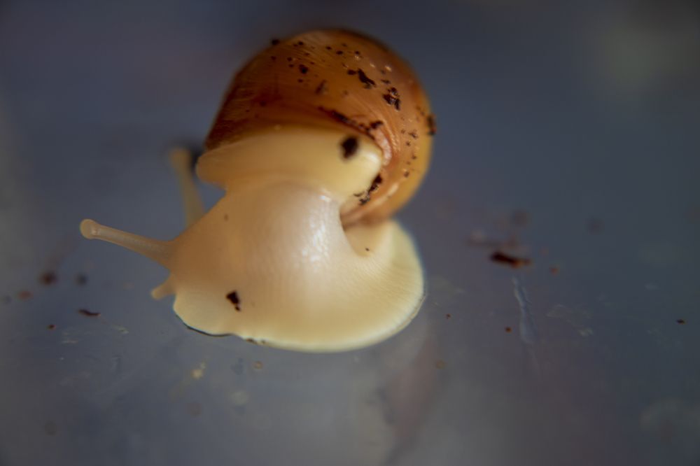 Маленькая Ахатина.