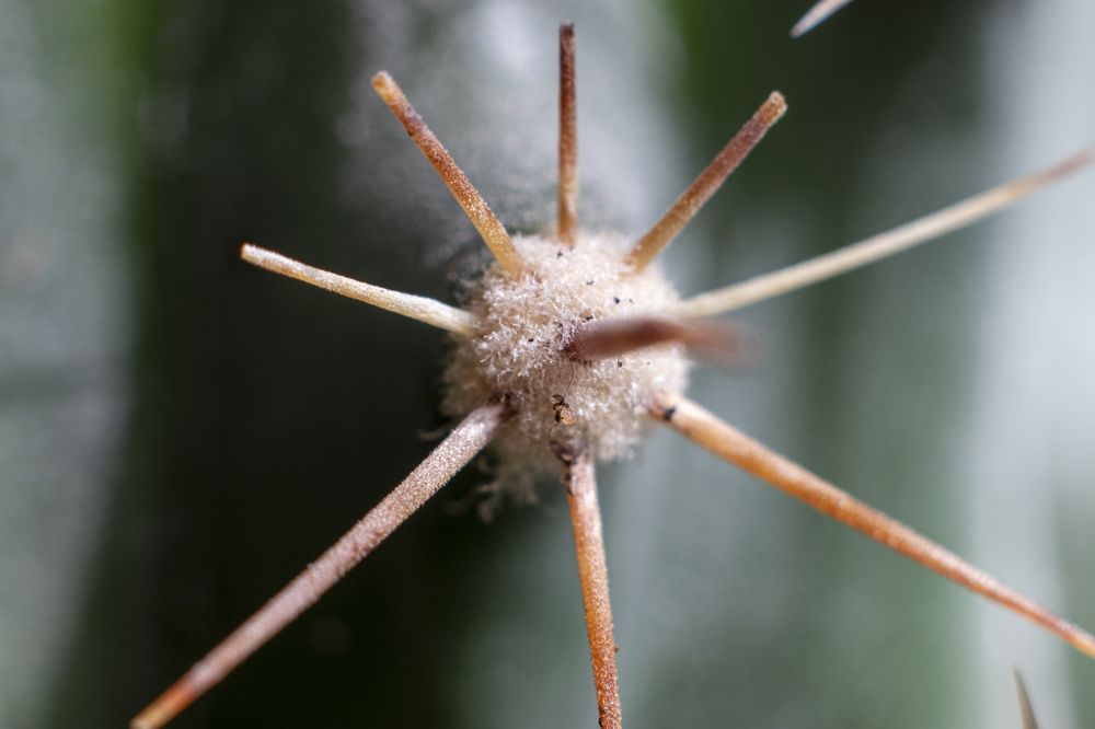 Иголки кактуса