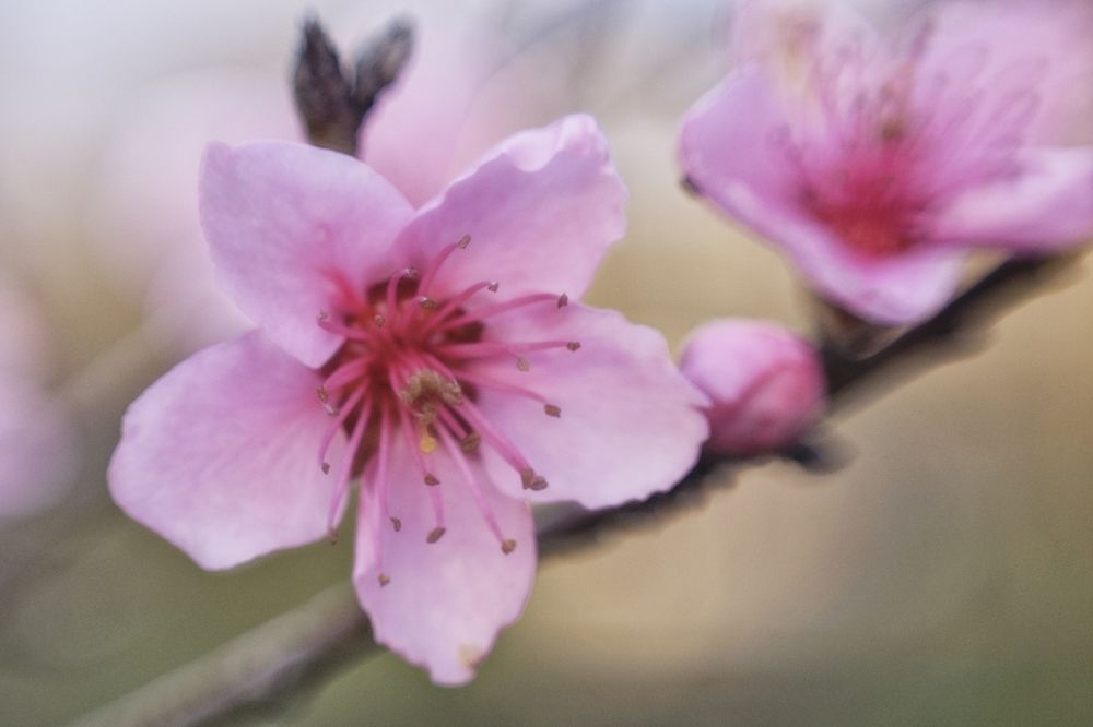 Цветущий персик