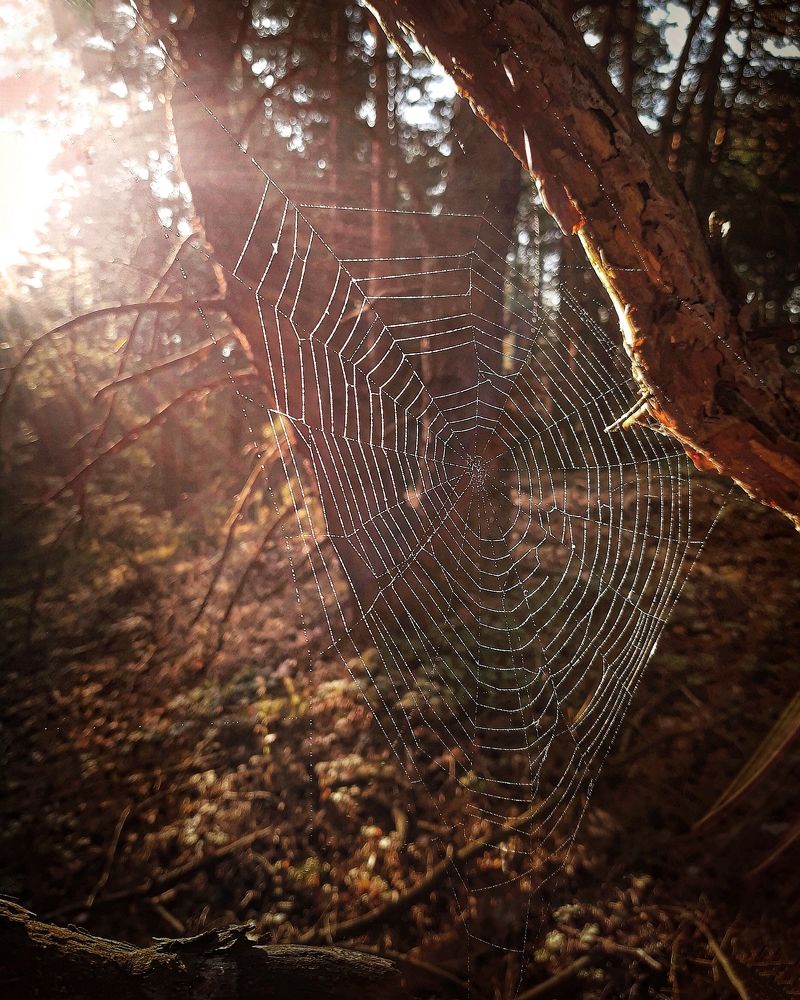 Photograph by Сергей Колос