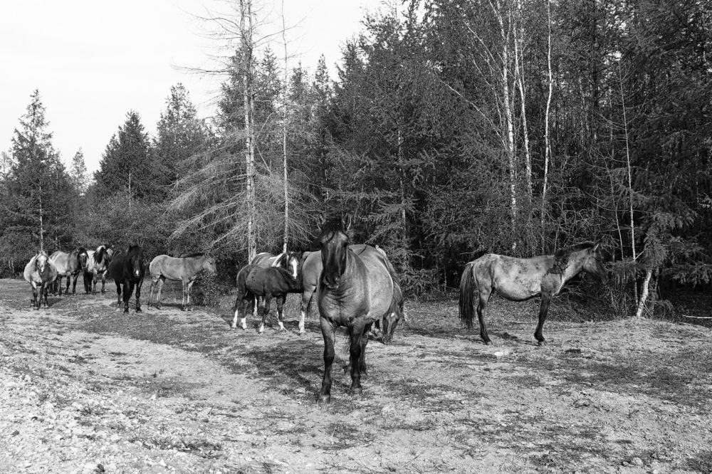 Сельский табун.