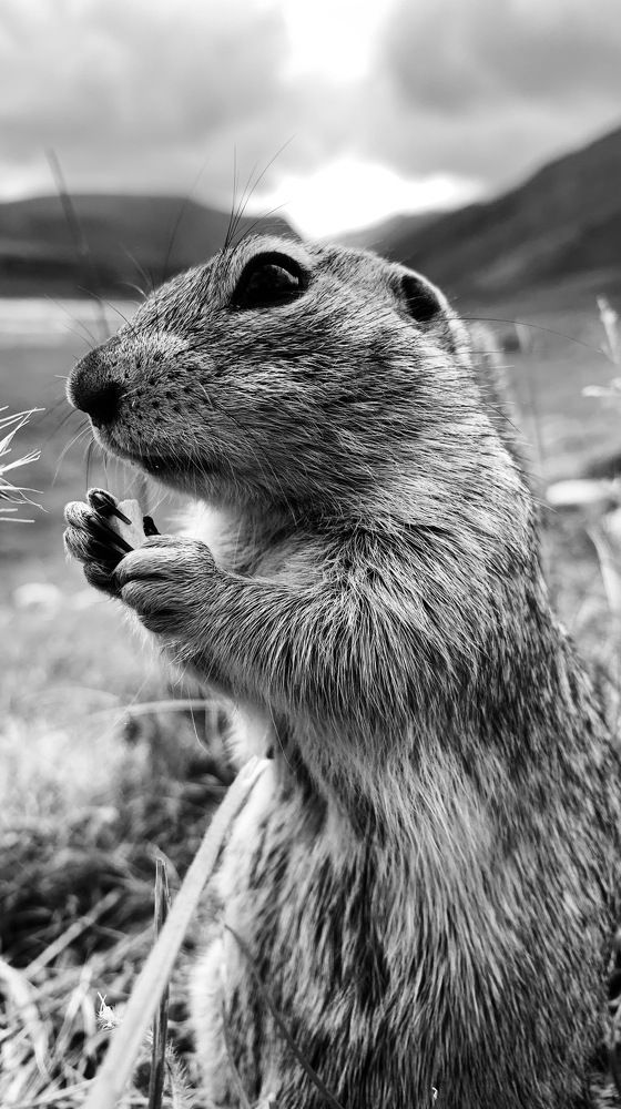Elbrus meadow ground squirrel