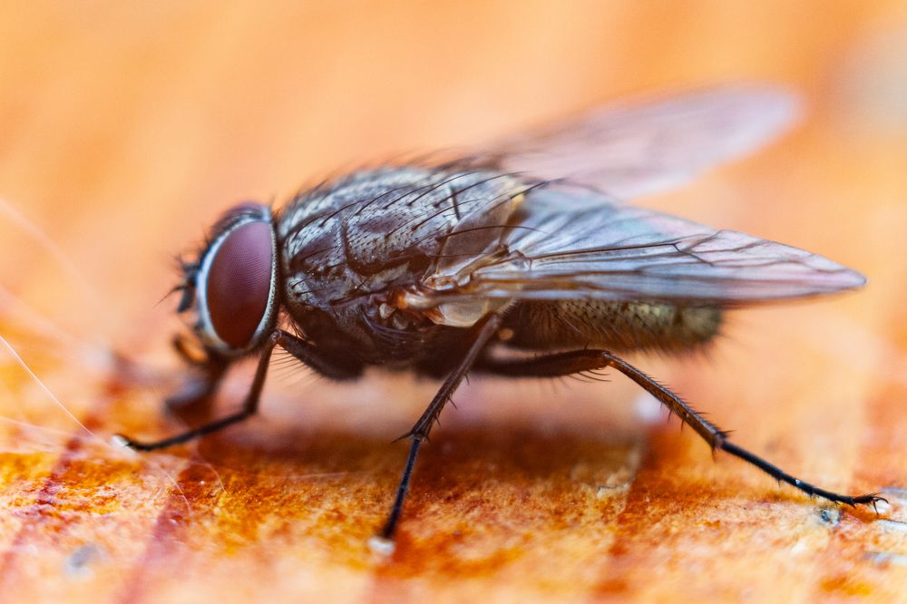 Фотография автора Евгений Даренский