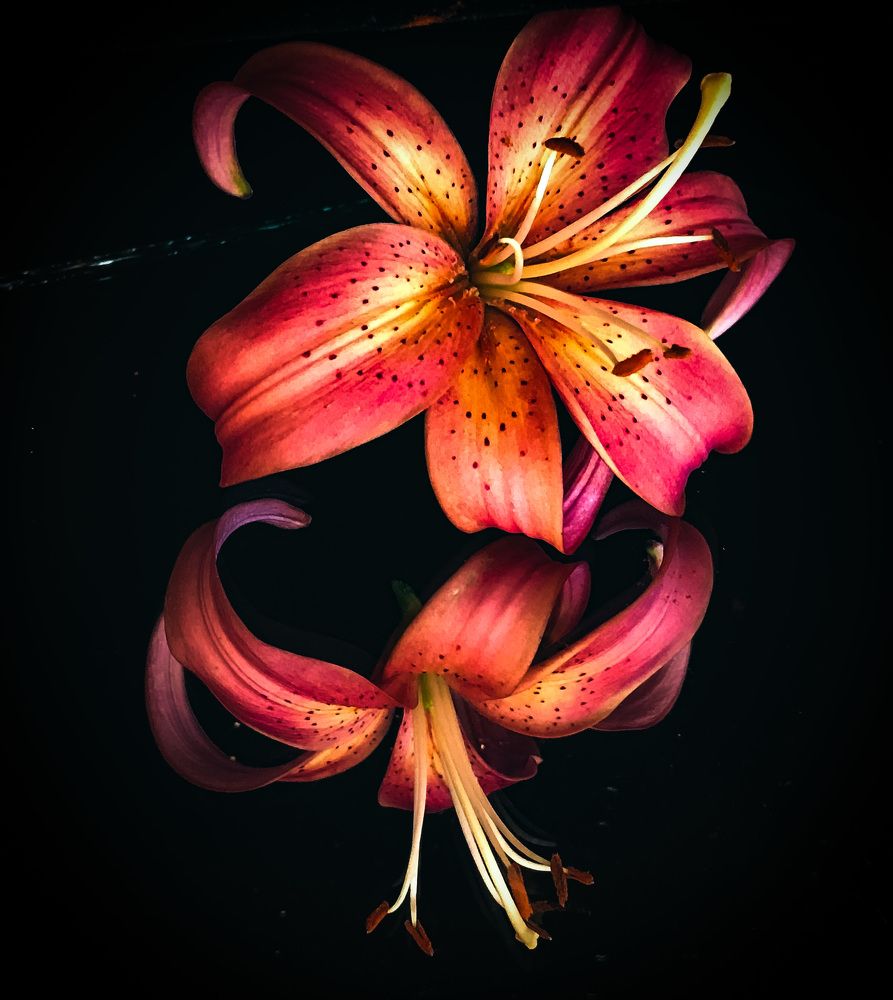 «Изящество»