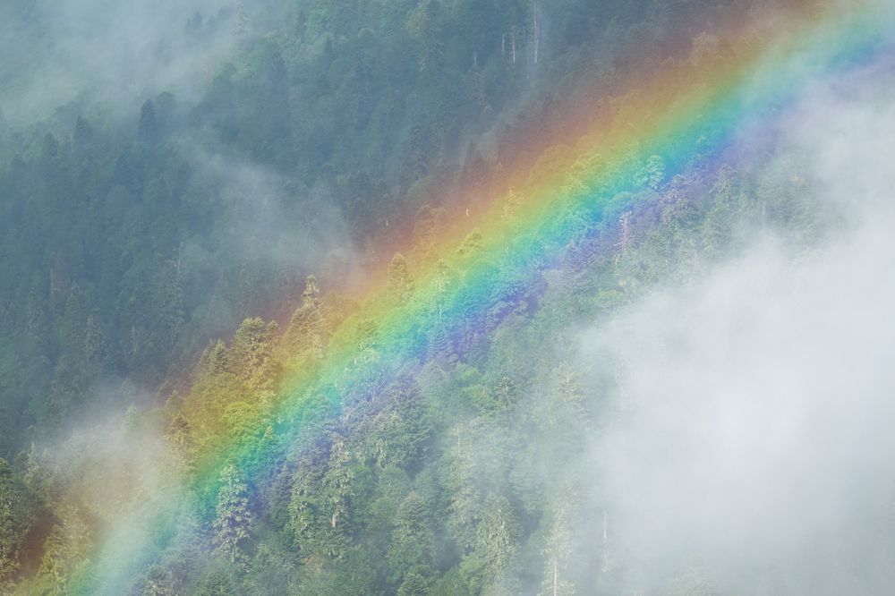 Rainbow above the forest