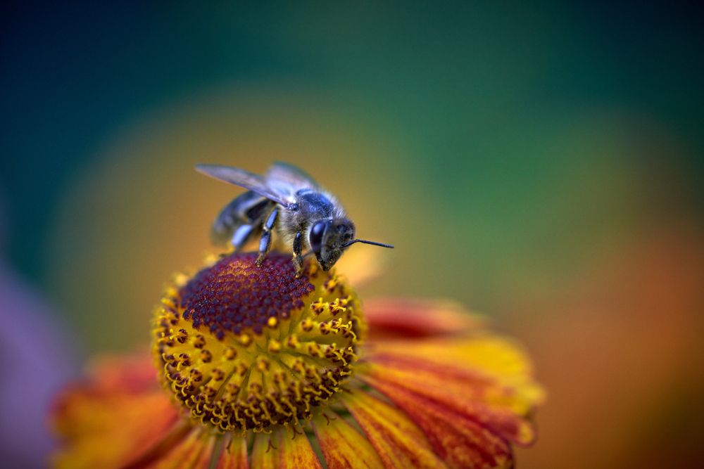 Фотография автора Сергей Леденёв