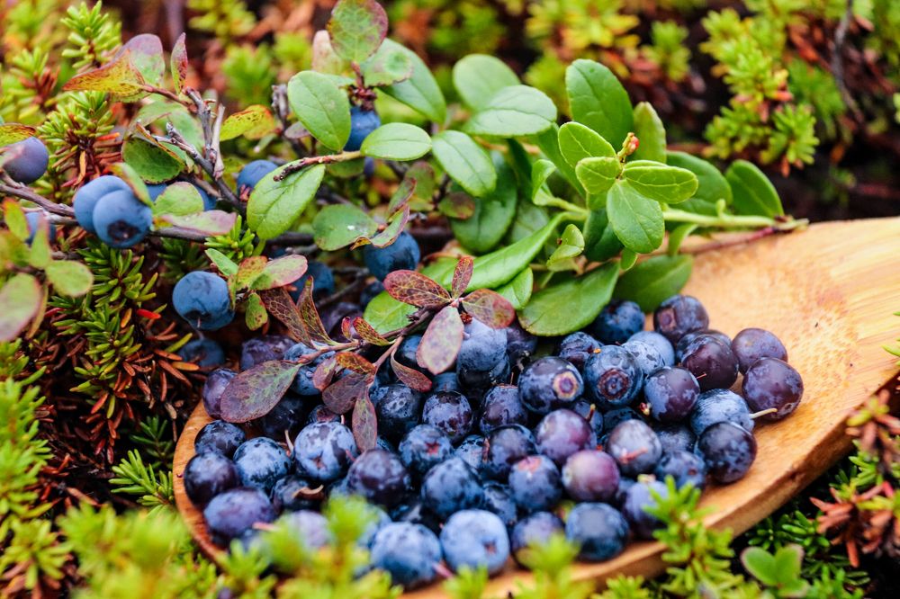 Photograph by Elena Doroshenko