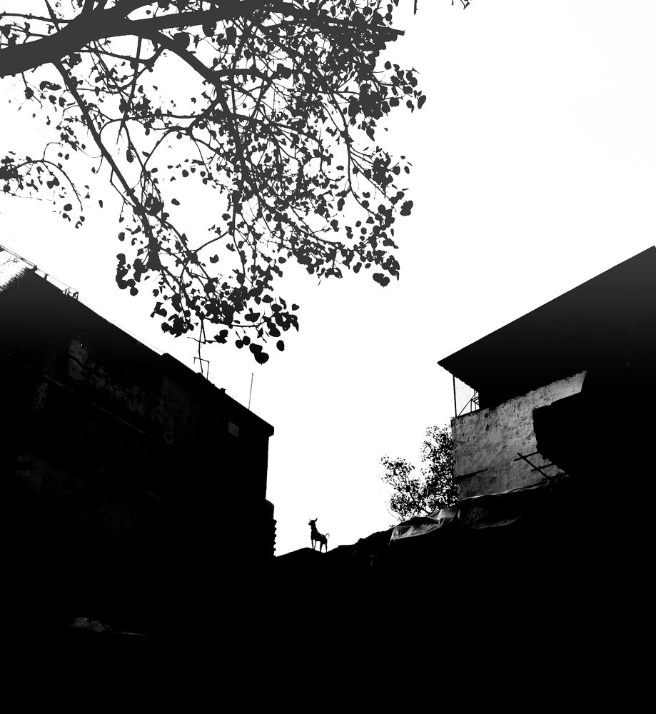 silhouette of Dog standing on Rooftop