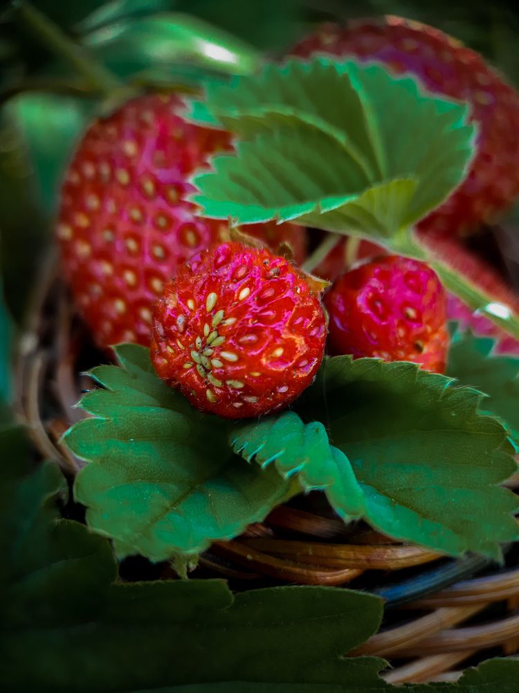 Photograph by Дина Чаица