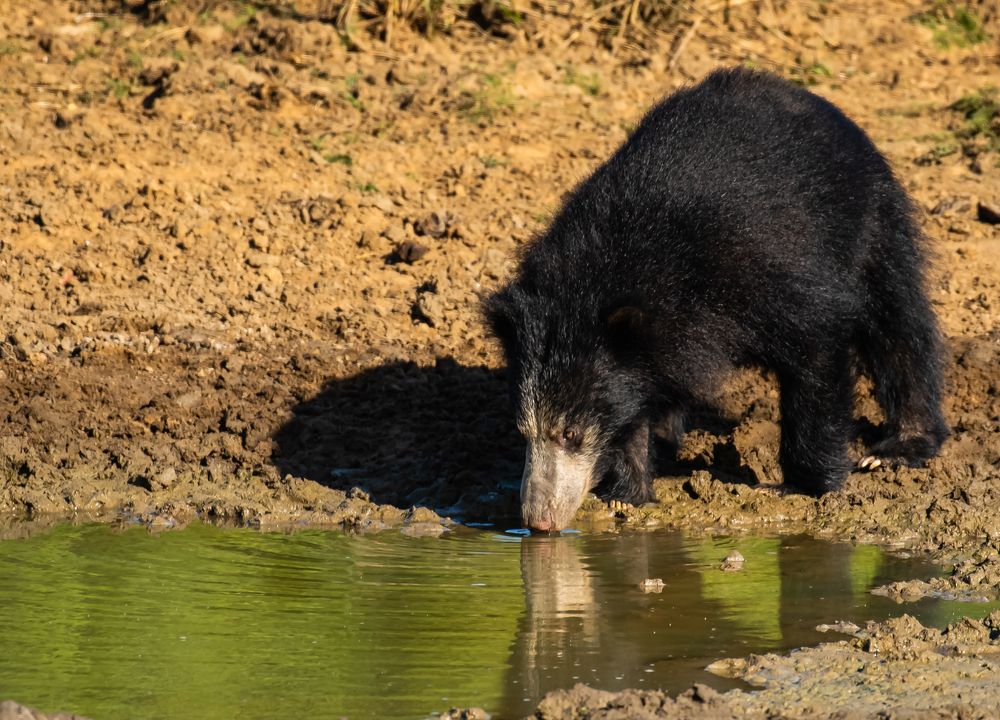 Photograph by Sampath Perera