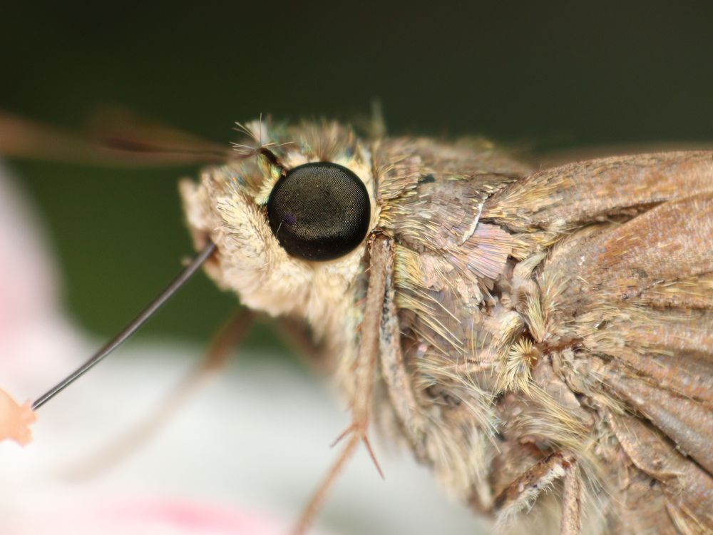 Photograph by S Nair Meenakshy