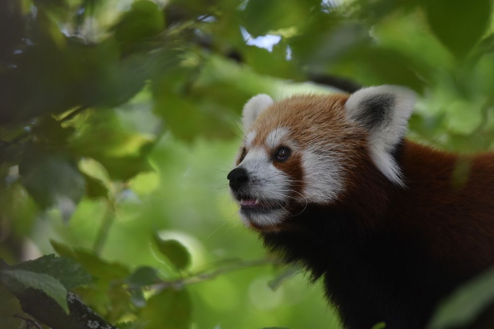 Photograph by Ivo Damen