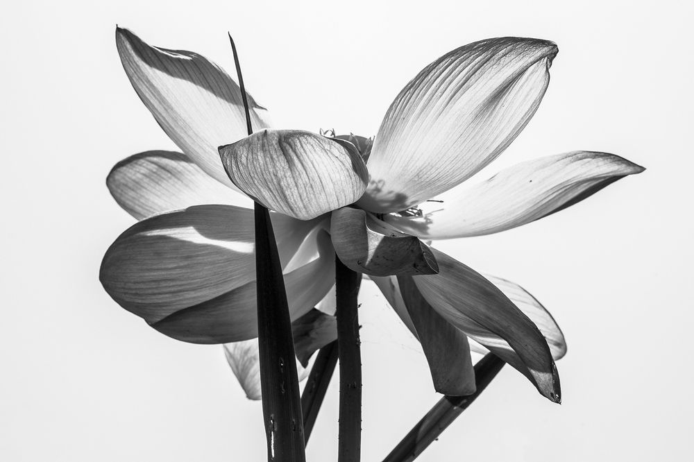 Силуэт лотоса.