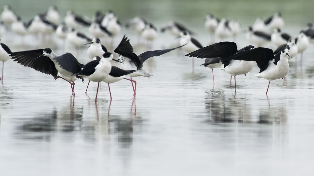 Photograph by Le Khac Quyen