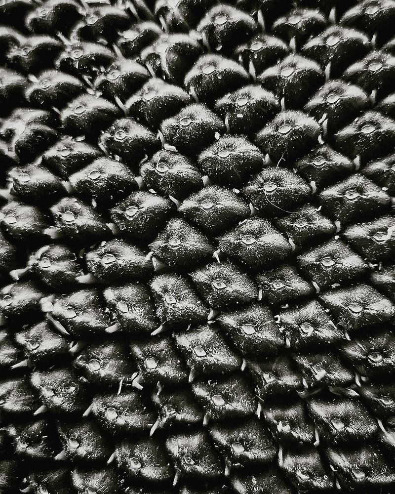 Photograph by Иван Локманов