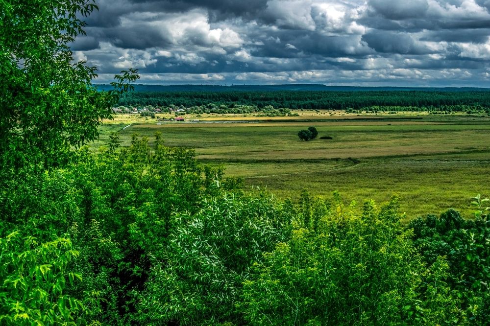 Зелёное поле