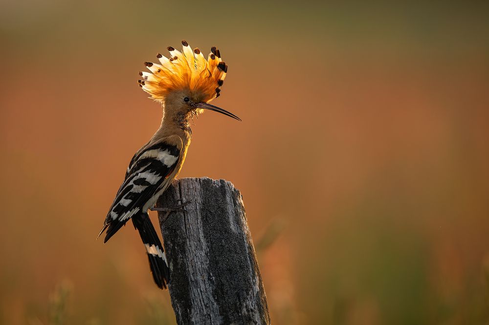 Photograph by Dariusz Dryl