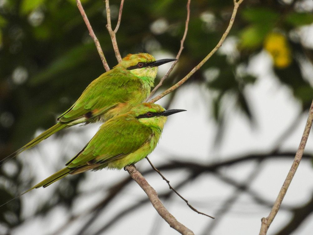 Photograph by Al Mamun Abdullah