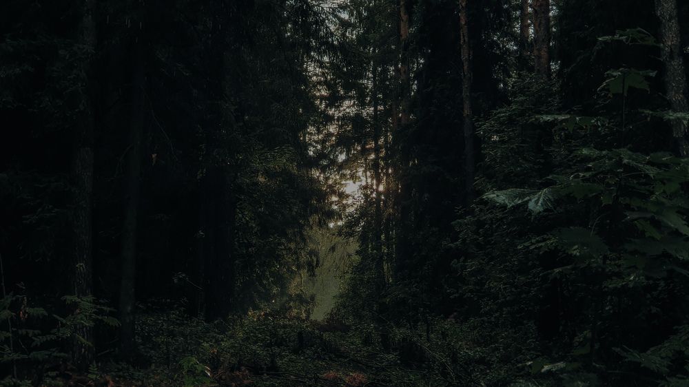 Photograph by Виктор Литошик