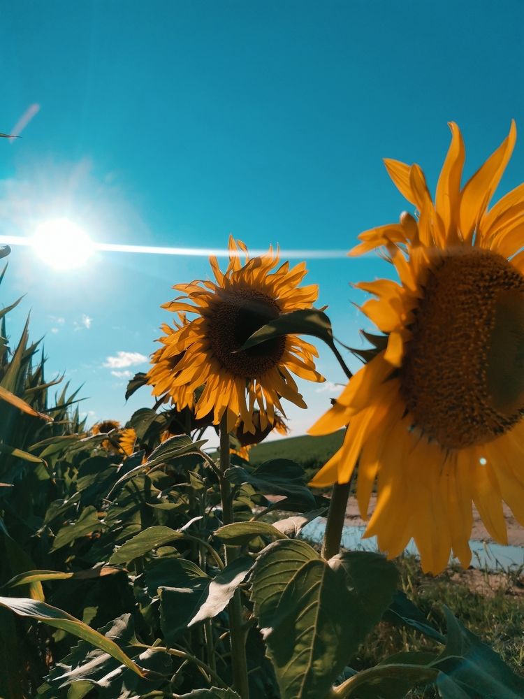 Photograph by Tatsians Tesliuk