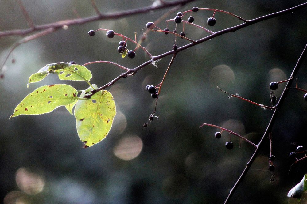 Photograph by Александр Бугаенко