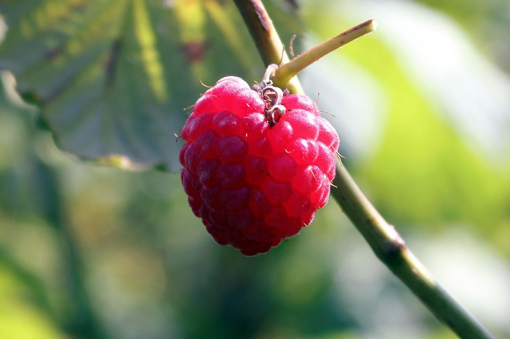 Photograph by Александр Бугаенко