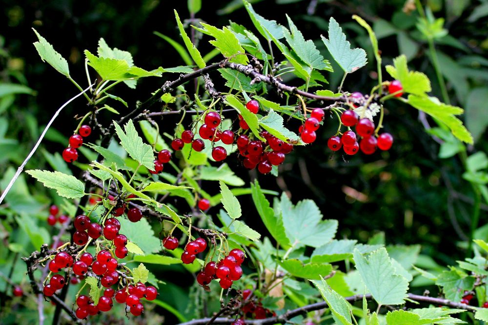 Photograph by Александр Бугаенко