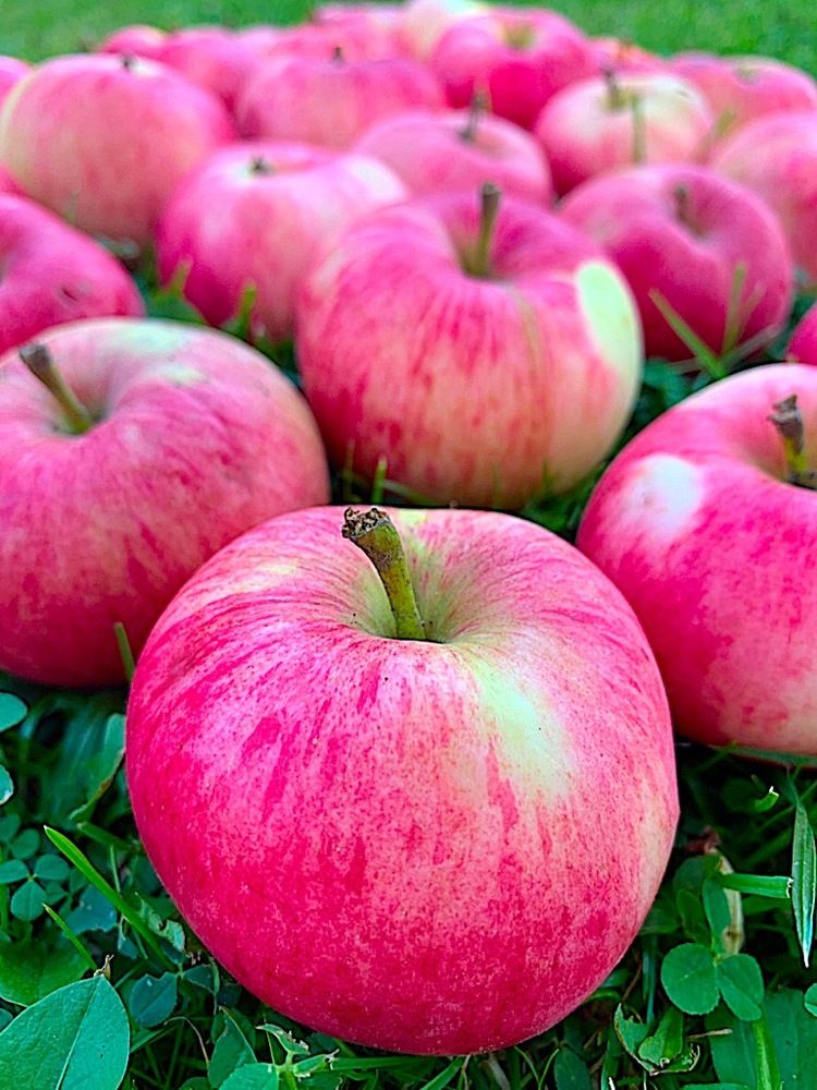 Яблочный Спас.