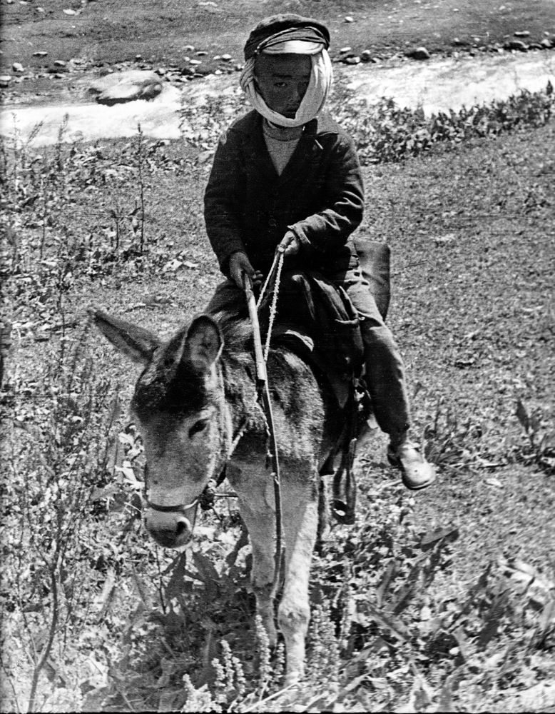 К доктору Айболиту