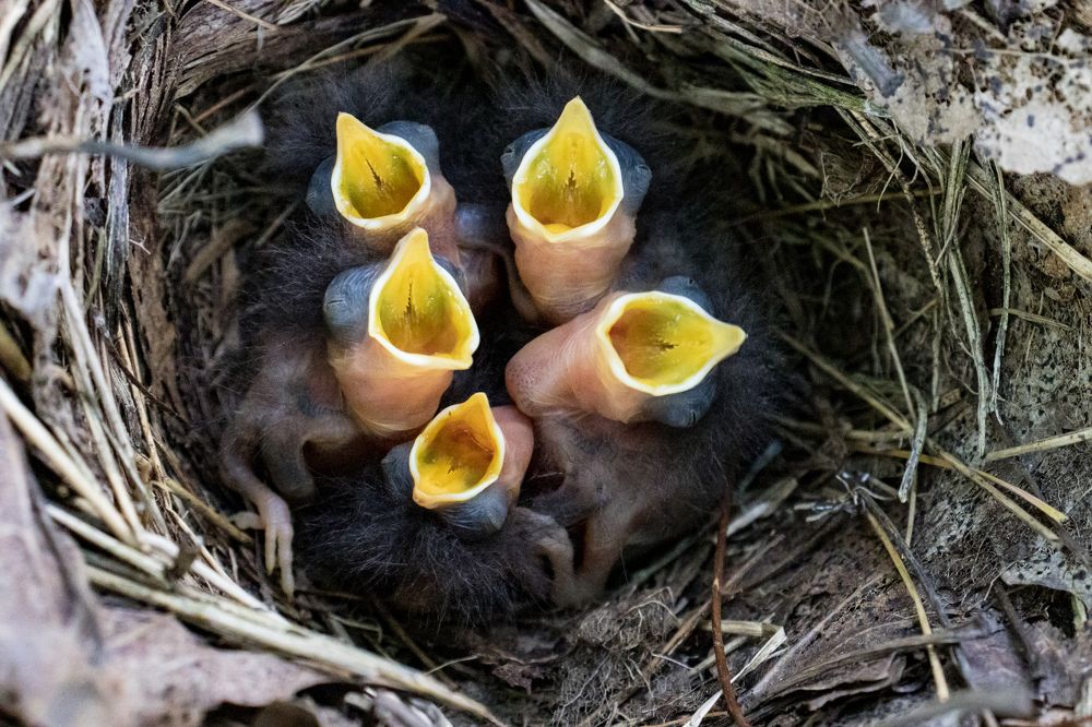 Желторотики