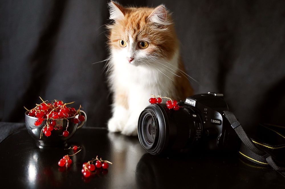 Ягодная фотосессия