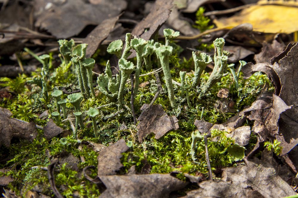 Кладония бесформенная