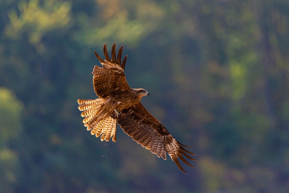 Чёрный коршун