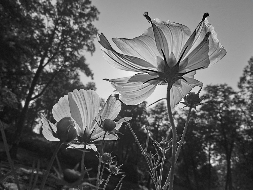 TOWARDS THE SUN / НАВСТРЕЧУ СОЛНЦУ