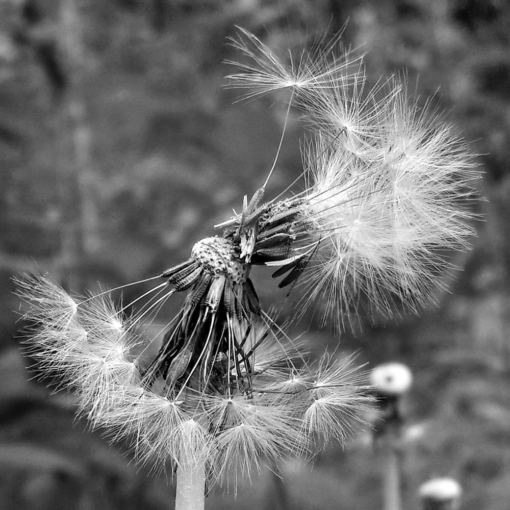 MELANCHOLY / В РАСТРЁПАННЫХ ЧУВСТВАХ