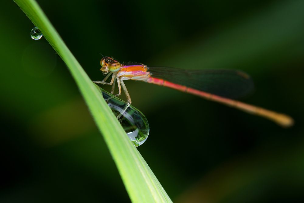 Photograph by Le Khac Quyen
