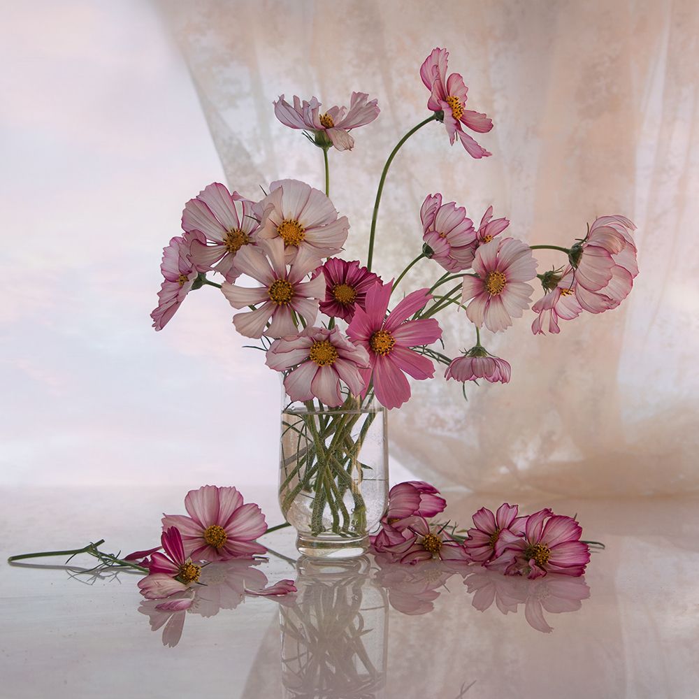 Зари оттенки на лепестках космеи.