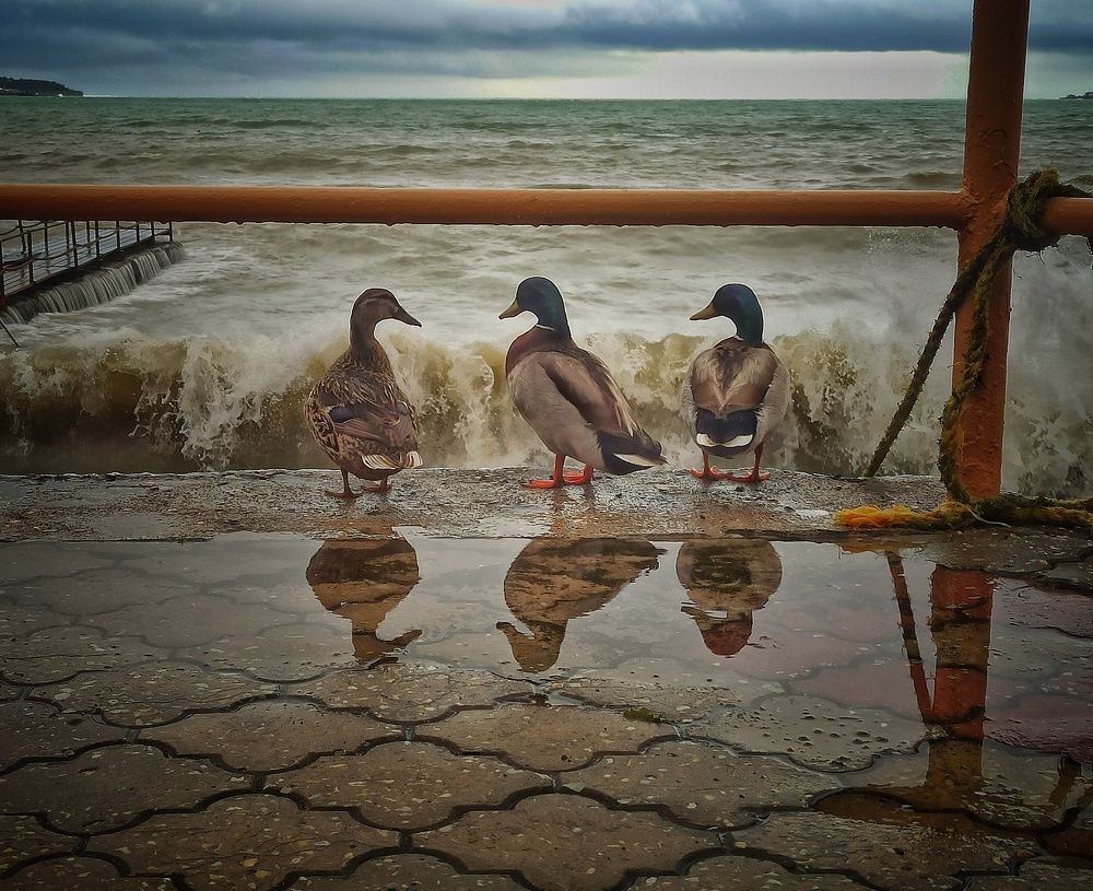 Photograph by Михаил Саидов