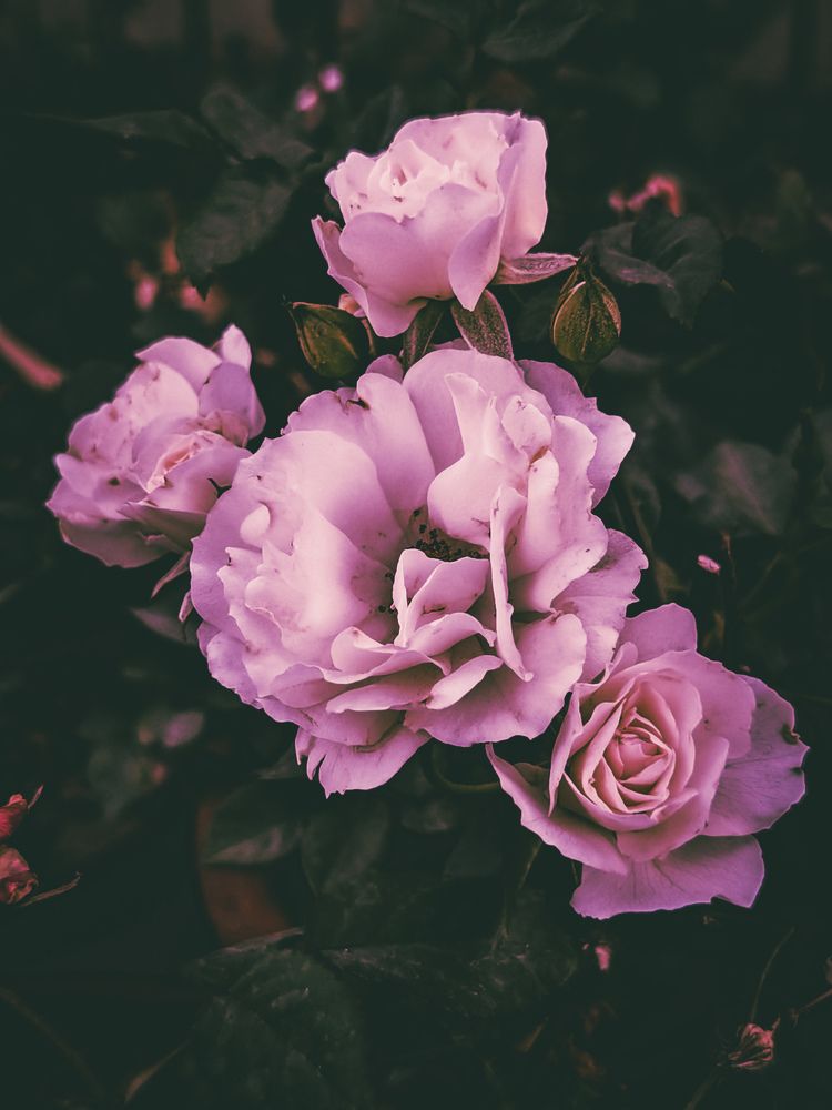 Photograph by Mostafa Kamel
