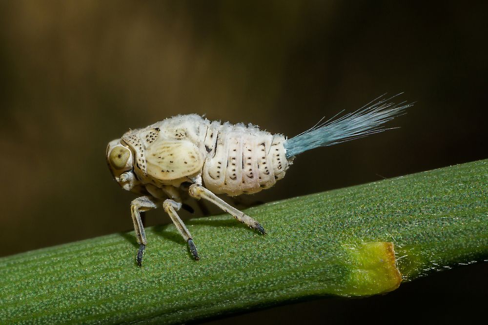Личинка бабочки цикадки