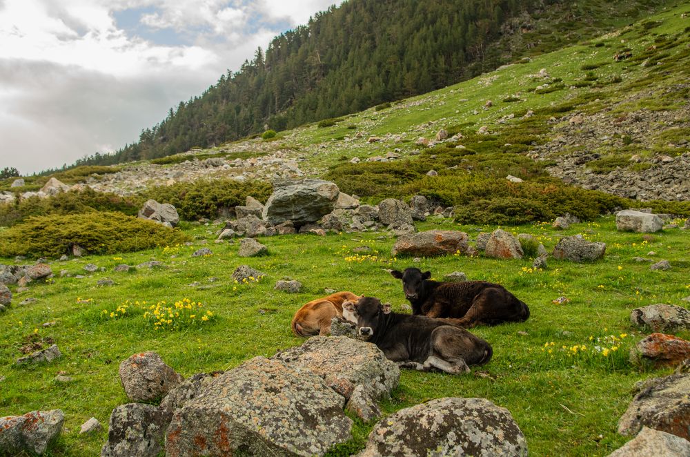 Коровки на отдыхе