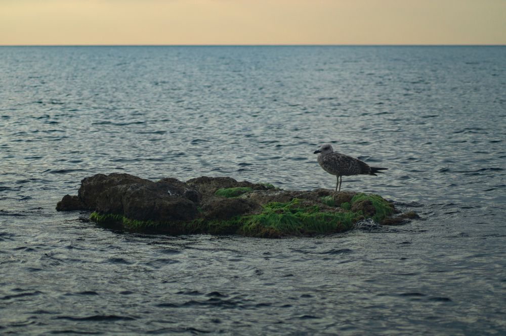 Photograph by Анастасия Пельменёва