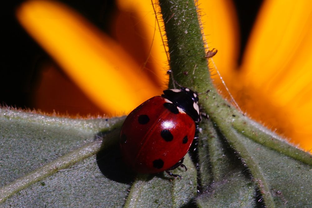 Photograph by Александр Кизим