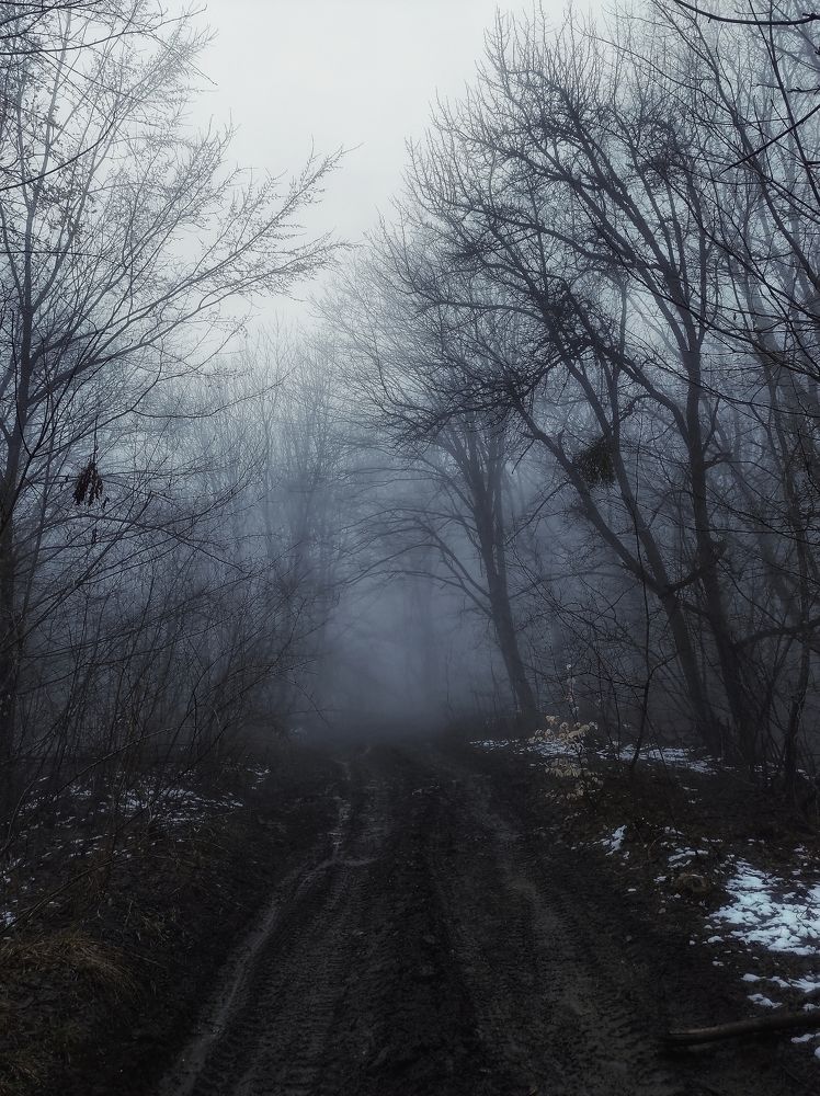 Дорога в лесу