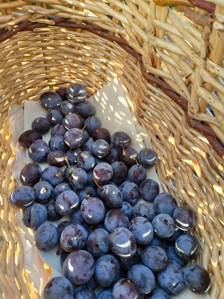 Photo #6439874