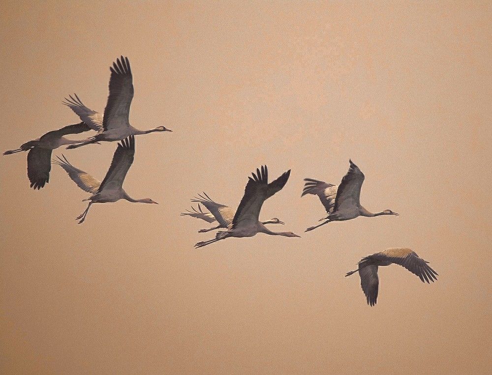 И журавли уносят лето