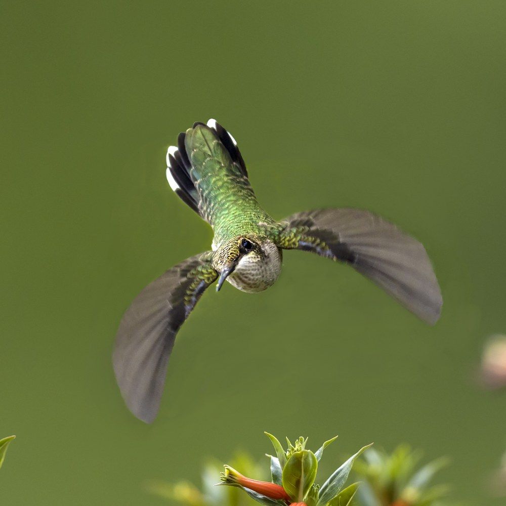 Фотография автора Clement Roy